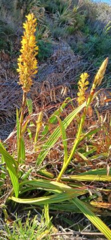 Wachendorfia thyrsiflora leaves